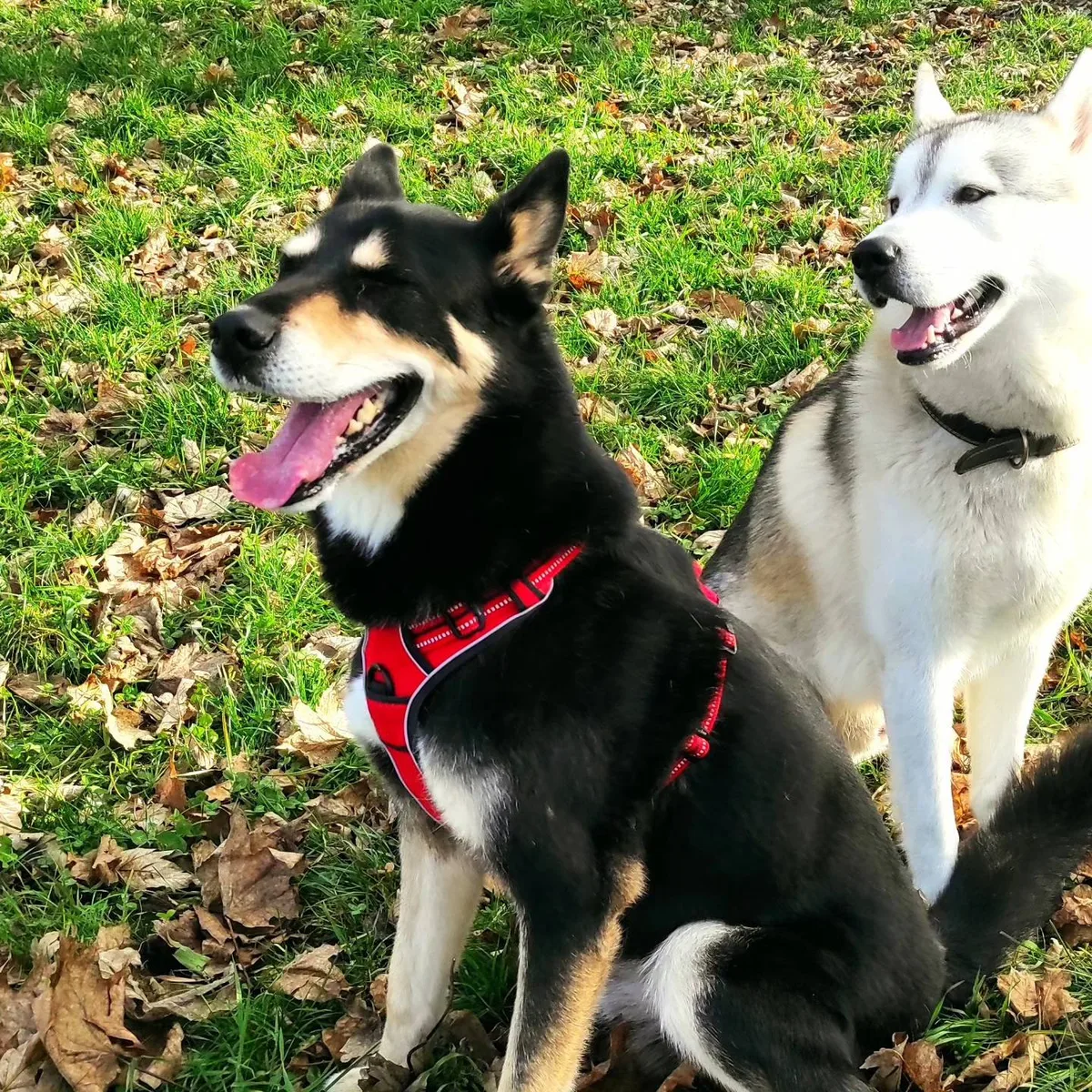 Chiens sociables lors d’un accompagnement comportemental