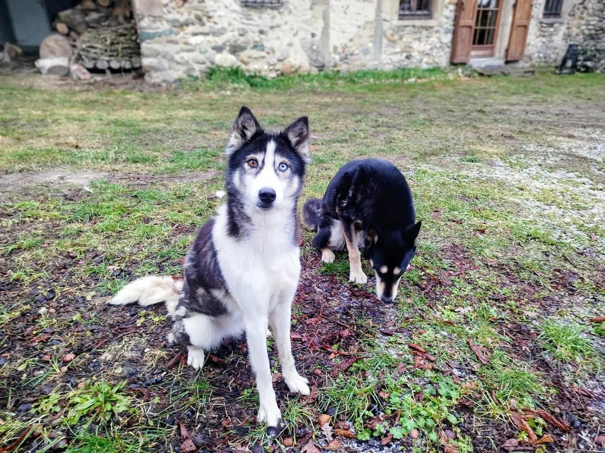 Chiens accompagnés en éducation comportementale