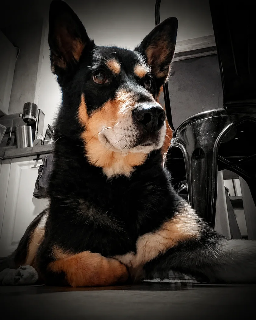 Chien couché au calme