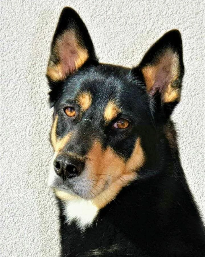 Milou, chien assistant en éducation canine positive